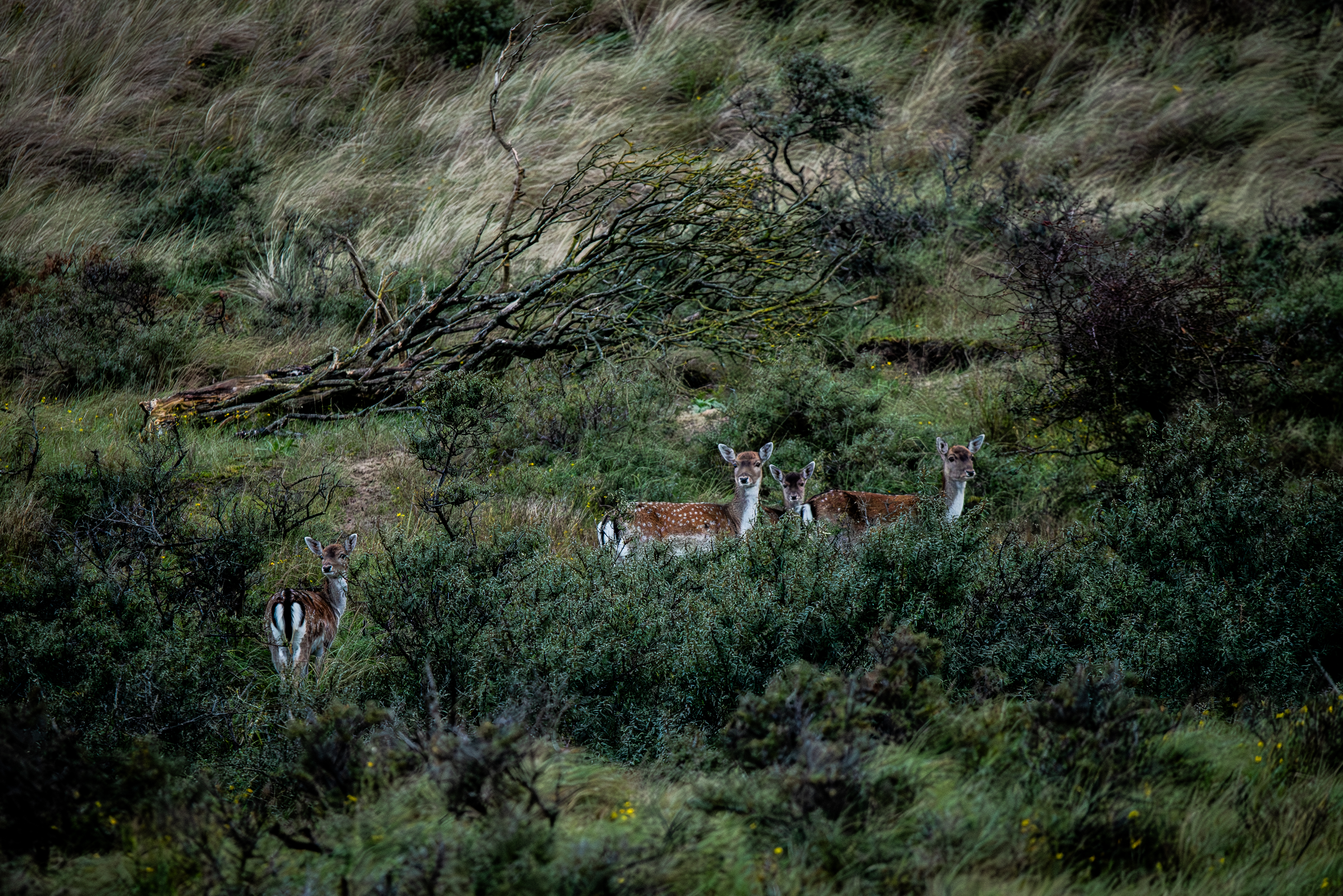 Amsterdamse Waterleidingduinen