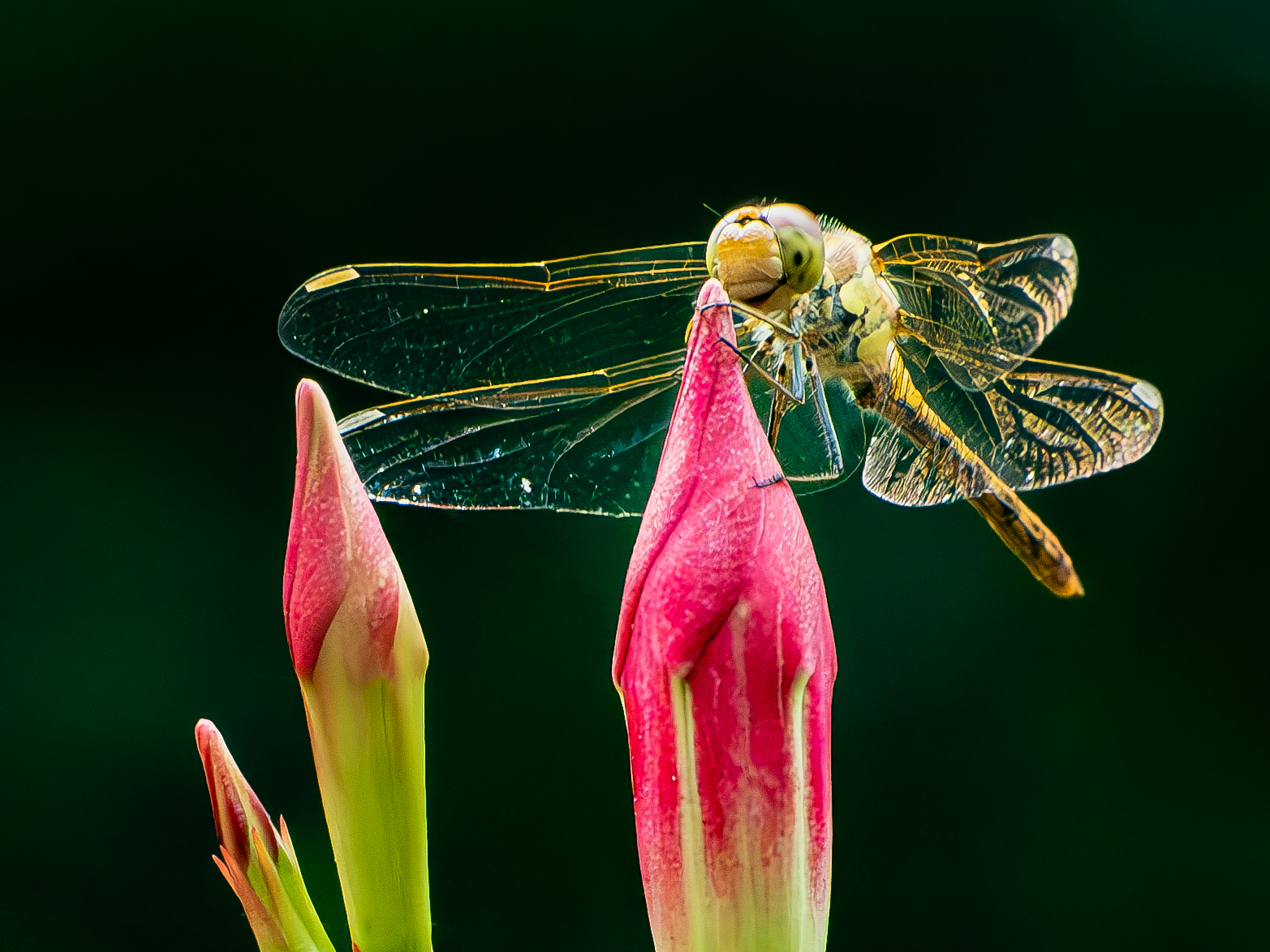 Libelle
