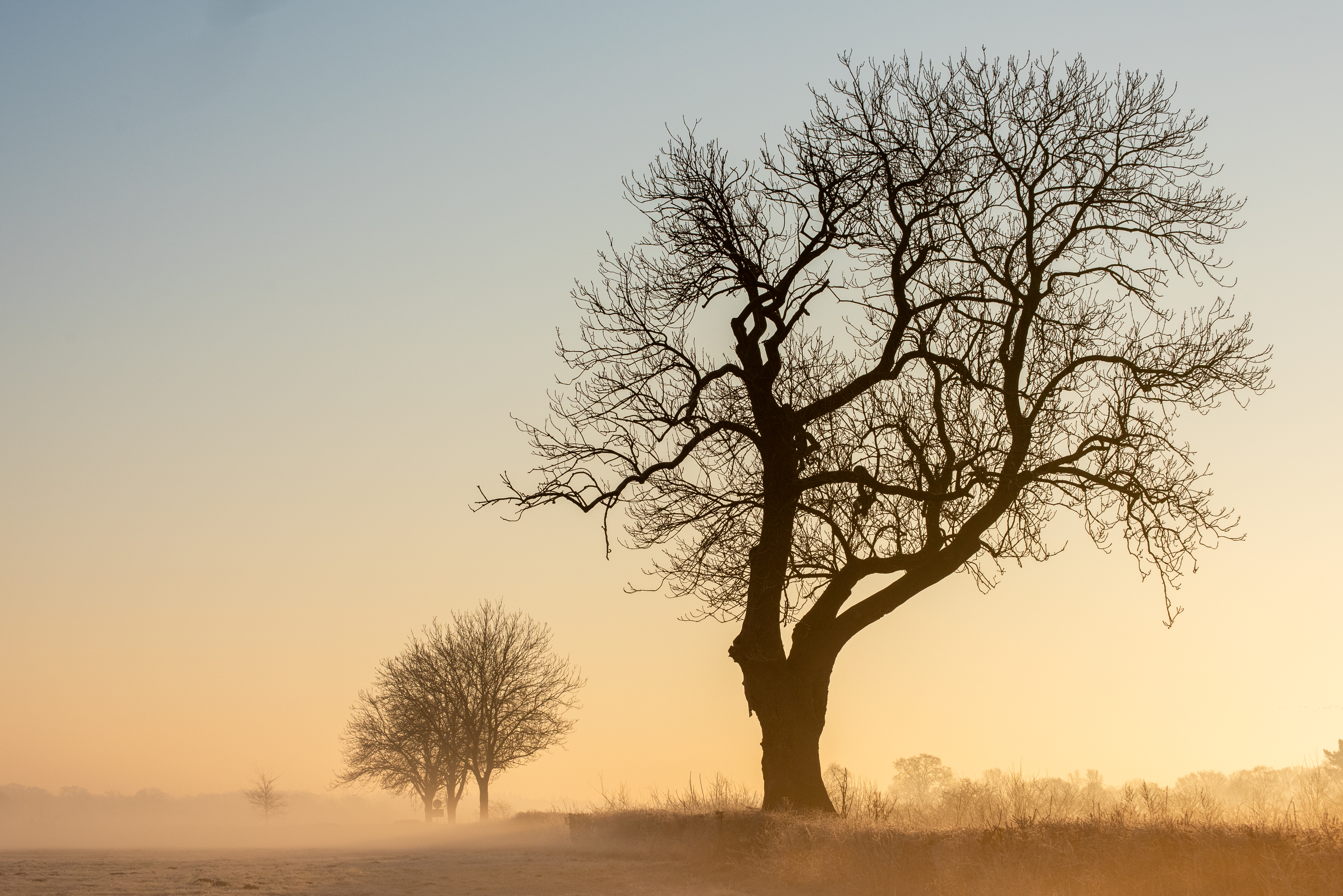 Trees on a cold misty morning
