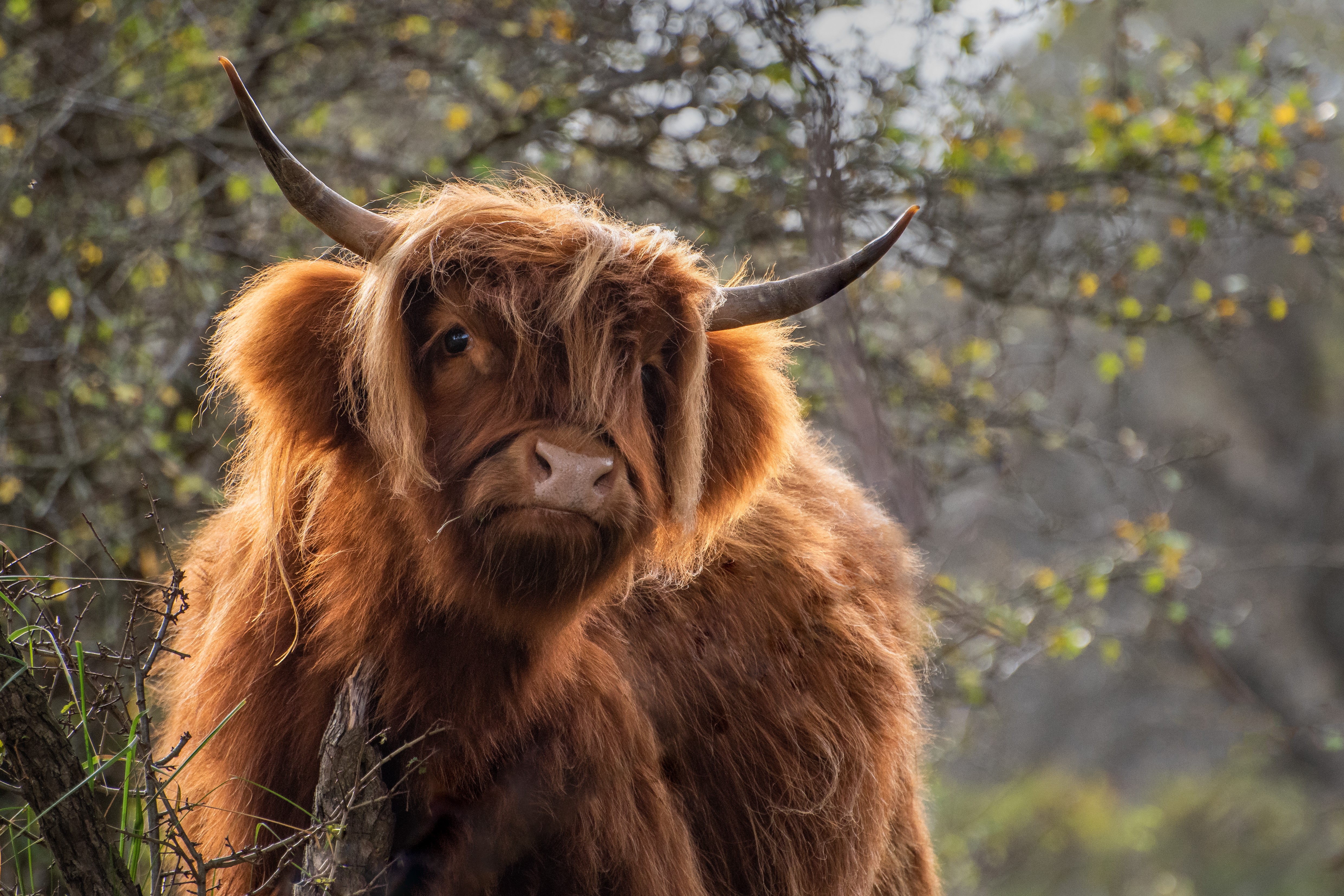 Koningshof Schotse Hooglander