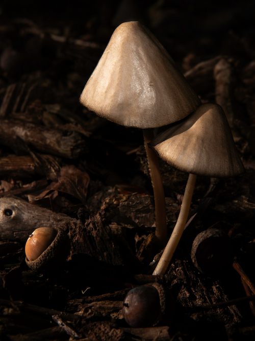Herfst